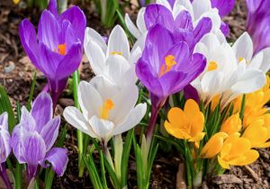 krokus